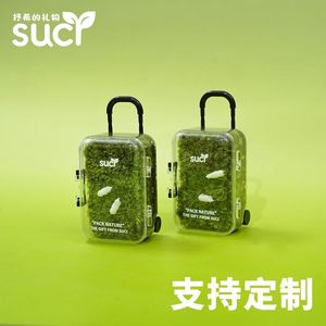 Terrarium micro-paysager en mousse, une pelouse, un bac à plantes vertes pour personne pressée, simple, facile d'entretien, décorations végétales amusantes, cadeaux - Product Image 5