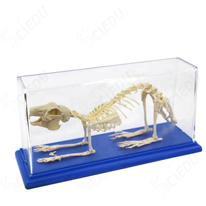SQUELETTE DE LAPIN spécimen biologie science outil pédagogique EUR 26 SQUELETTE DE LAPIN spécimen biologie science outil pédagogique EUR 26