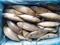 Focus-macaron indien frais pour poissons, fruits de mer, aqf, nouvelle collection, vente en gros,, X41