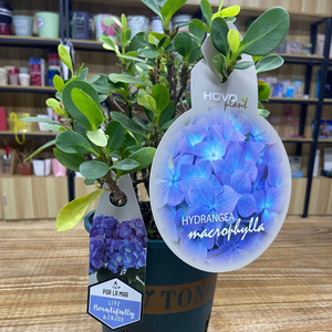 ป้ายกำกับดอกไม้กันน้ำสำหรับกระถางปลูกผลไม้ภาชนะปลูกผัก HDPE เป็นมิตรกับสิ่งแวดล้อม - Product Image 6