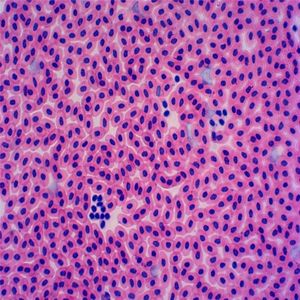 Микроскоп, изготовленный на заводе - Product Image 6