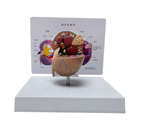 Modelo Anatómico de Riñón de Gato en PVC para Ciencias Médicas, Modelo de Órgano Anatómico <span class=keywords><strong>Animal</strong></span> - Product Image 5