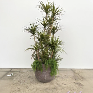 Tomate artificielle en pot et Dragon Pot de sang plante <span class=keywords><strong>pour</strong></span> intérieur extérieur décor à la maison centre commercial supermarché paysage arbre - Product Image 6