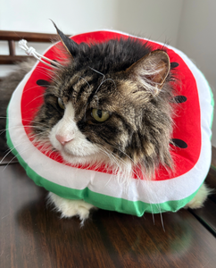 PetFit-<span class=keywords><strong>Collar</strong></span> <span class=keywords><strong>Elizabeth</strong></span> de algodón de liberación rápida para gatos, <span class=keywords><strong>collar</strong></span> de recuperación antimordeduras con bonito estampado de frutas - Product Image 4