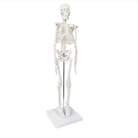 Modèle d'enseignement médical XX-A106 45 cm PVC Mini modèle anatomique d'os pour la formation scolaire à l'hôpital