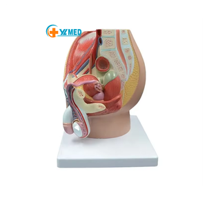 Model Anatomi Panggul dan Sistem Genital Pria Dewasa Bagian Sagital Median untuk Pelatihan Perawat Model Anatomi Manusia - Product Image 1