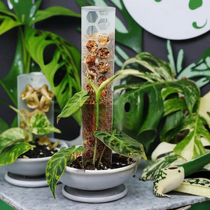 <span class=keywords><strong>Plantes</strong></span> <span class=keywords><strong>grimpantes</strong></span> épiphytes <span class=keywords><strong>de</strong></span> sphaigne moderne Poteau en plastique connectable extensible Pot <span class=keywords><strong>de</strong></span> fleur mur/mur/pilier semi-circulaire - Product Image 1