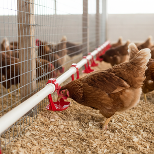 Nouveau modèle 302244 Abreuvoir à double bras en acier inoxydable pour poulets et lapins, composant essentiel pour l'élevage, garantie 1 an - Product Image 5