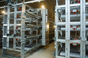 Disegno semi automatico gabbie di pollo prezzo di 120 strati di pollame batteria gabbie di pollo per animali in vendita in kenya zimbabwe - Product Image 4