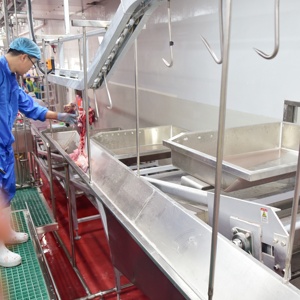 Facile Operare Torace Aperto Sega per il Bestiame Abattoir - Product Image 6