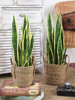 Künstliche Schlangen pflanze Weiche PE Faux Sansevieria Bonsai Große Kaktus Aloe Vera Pflanze Wohnkultur Zimmer pflanzen Landschafts bau Garten