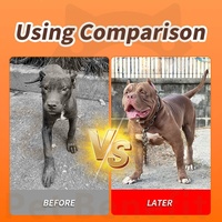 Suplemento en Polvo para Ganancia Muscular en Perros, Alto en Proteínas, BCAA, Calorías, Suplemento Alimenticio para Perros, Salud Animal, Personalización OEM/ODM
