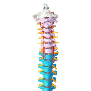Modelo Didáctico de Columna Vertebral Humana de 85 cm con Nervios, Arterias y Pelvis, Modelo de Columna Vertebral para Enseñanza de Anatomía Humana - Product Image 3
