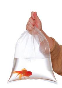 أكياس شفافة 8 بوصة × 15 بوصة 3 مل من أجل نقل الأسماك البحرية والاستوائية أكياس تخزين للأسماك الحية - Product Image 5