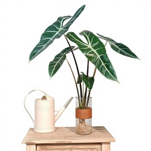 Alocasia Calathea à feuilles sablées, plante hydroponique bonsai, grande 'Fairy' Alocasia de 40-50 cm, verdure rouge-rougeâtre intense - Product Image 1