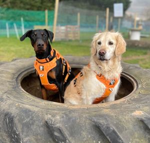 Arnés Táctico para Perro K9 de Diseño Moderno, Chaleco de Nailon 420D con Malla de PU Acolchada - Product Image 2