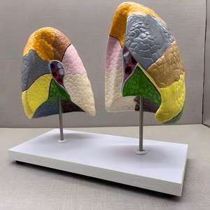 แบบจำลองการจำลองส่วน<span class=keywords><strong>ปอด</strong></span>มนุษย์พร้อมฐาน - เครื่องมือการศึกษาทางกายวิภาคแบบมีสีสันสำหรับการเรียนรู้เกี่ยวกับระบบทางเดินหายใจ - Product Image 3