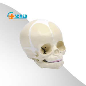 Modèle de crâne de bébé humain taille réelle science médicale modèle de crâne d'anatomie pour bébé outil d'affichage d'éducation d'apprentissage pour enfants - Product Image 1