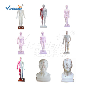 Modelo de acupuntura humana de alta calidad de 26cm, modelo médico anatómico - Product Image 2