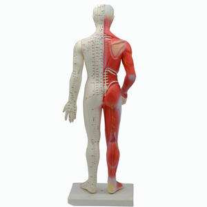 Modèle de points d'acupuncture en plastique coloré de 60 cm grandeur nature pour l'enseignement et l'apprentissage de la médecine chinoise - Product Image 2