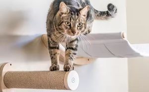 Haute qualité fait à la main en bois chat hamac escalade mural étagère perchoirs ensemble chat étagère mur bambou chat étagères murales - Product Image 6