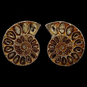 Natuurlijke Schelp Ammoniet Fossiele Plakjes Kristal Steen Ambachten Semi-Kostbare Fossiele Helende Stenen - Product Image 1