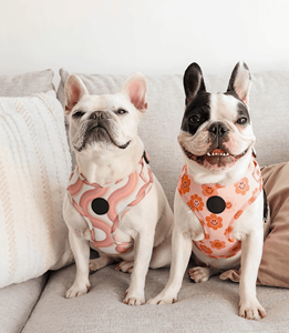 No Pull pink Line Plaid <strong>French</strong> All Size <strong>Bulldog</strong> Teddy Dog <strong>Harness</strong> Neoprene Custom Cute Print Dog <strong>Harness</strong> and Lead Set for Puppy - Product Image 6
