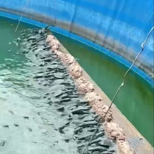 SDM Aquário Personalizado Chinês Grande Tanque De Peixes Redondo Tartaruga <span class=keywords><strong>Betta</strong></span> Jellyfish Aquaculture <span class=keywords><strong>Fish</strong></span> Pond - Product Image 2