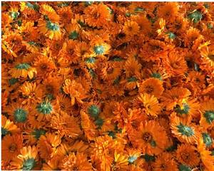 شاي القطيفة بالأعشاب العضوية المزهرة مع المذاق الخام والحلو الطازج صندوق كوب تعبئة كيس للتنحيف - Product Image 3