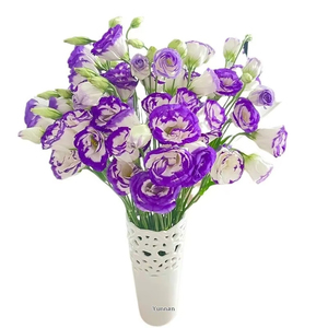 Suministro Directo de Kunming, <span class=keywords><strong>Eustoma</strong></span> <span class=keywords><strong>Grandiflorum</strong></span> Fresca Recién Cortada con Capullos, Decoración Floral, 8-13 Ramas/Unidad - Product Image 5