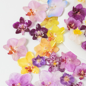 Colgantes de resina con flor de orquídea Phalaenopsis auténtica y orquídea mariposa seca para componentes de joyería DIY y broches - Product Image 1