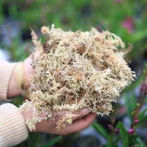 Customizável Premium Grade 1A Eco-friendly Sphagnum Moss para Répteis Plantas Carnívoras Absorção De Água Design Moderno Precisão - Product Image 4