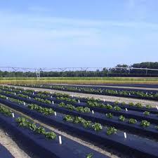 Film de paillage agricole noir anti-herbe en plastique pour couverture du sol - Product Image 3