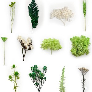 Lot de plantes séchées naturelles pressées (fleurs et feuillage) pour loisirs créatifs, fabrication de savons et décoration de boutiques – Vente en gros - Product Image 6