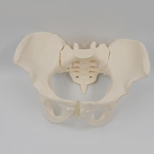 Modelo de Pelvis Móvil XR Mini, Huesos de Sacro, Cadera y Pelvis, Flexibles y Giratorios, <span class=keywords><strong>Esqueleto</strong></span> <span class=keywords><strong>Humano</strong></span>, Anatomía, Ayuda para la Rehabilitación y Enseñanza - Product Image 2