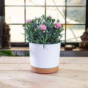 <span class=keywords><strong>Vasi</strong></span> Rotondi Autoirriganti da 6,5/8/10 Pollici per Piante da Interno, <span class=keywords><strong>Vasi</strong></span> in <span class=keywords><strong>Plastica</strong></span> con Sottovaso <span class=keywords><strong>di</strong></span> Drenaggio per Casa e Giardino - Product Image 3