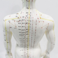 Modelo de Acupuntura Humana Masculina de 50 cm con Puntos de Acupuntura y Meridianos con Base de Plástico