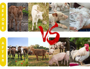 Suplementos de refuerzo de vitaminas para cerdos Mejor venta en el mercado de África de Tanzania Aditivos para piensos Vitaminas animales - Product Image 4