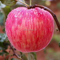 Chinese Shandong verse Fuji Red Delicious Gala appels met zoete smaak, sappig, vitamine-rijk, graad 1
