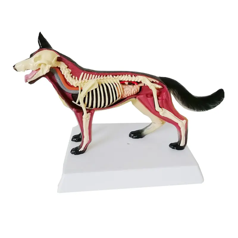 High Quality Canine Organs Model Animal Anatomy Model Dog Anatomical Model