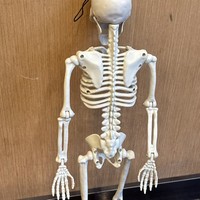 Squelette d'Halloween de simulation humaine, accessoires de décoration pour fête d'horreur, squelette d'horreur, enseignement de l'anatomie humaine