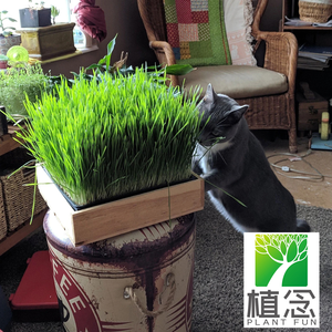 Vente en gros Kit d'herbe à chat biologique Remède naturel pour le contrôle de la digestion Planteur de chat blanc pour <span class=keywords><strong>chats</strong></span> et chiens pour le <span class=keywords><strong>jardin</strong></span> - Product Image 6