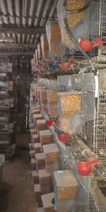 Gabbia per Allevamento Piccioni da Corsa a 32 Celle, Attrezzatura per Piccioni a 24 Celle HJ-PC32 - Product Image 3