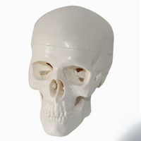 Modèle de crâne humain miniature, modèle de squelette anatomique grandeur nature/échelle 1:2 pour l'éducation médicale et la référence artistique