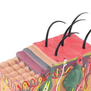 Độ nét cao 35x phóng đại da cấu trúc mô hình thiết bị giáo dục cho Giảng Dạy Trình diễn & tiếp thị - Product Image 5