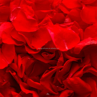 180 PCS Kelopak Bunga Mawar Merah Asli Kering Konfeti Pernikahan 50g Diawetkan Beku Karet Dekorasi Malam Romantis Lamaran Pernikahan Centerpiece