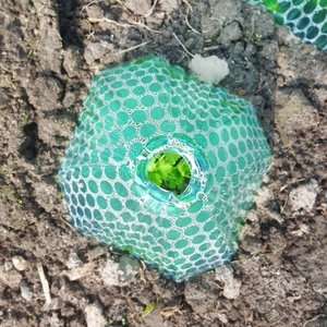 Mini serre en plastique, couverture protectrice pour plantes, cloche de jardin, cloche solaire pour plantes, couverture pour plantes - Product Image 3