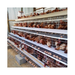 Cage à poules pondeuses de type A, 3/4 niveaux, pour 10 000 poules pondeuses, vente chaude pour l'élevage - Product Image 6