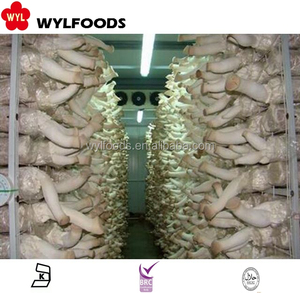Nouvelle récolte de haute qualité et à bon prix <span class=keywords><strong>Champignon</strong></span> IQF congélation congelée Pleurotus <span class=keywords><strong>Eryngii</strong></span> - Product Image 5