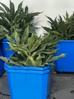 Serres agricoles plante médicale hydroponique système de culture à flux et reflux modèle de drainage par inondation avec pompe à eau